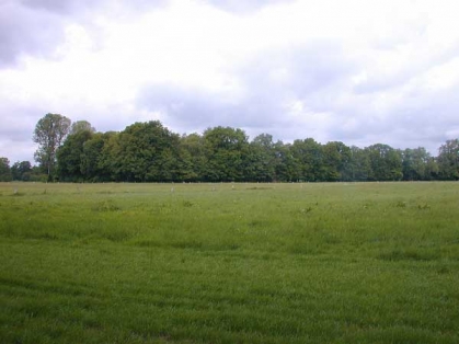 Bild 1 von Erlen- und Weidenbestand mit Buchenwaldflora